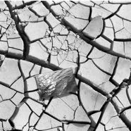 Water photo on dried mud